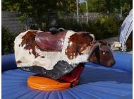 Bullriding (blaues Kissen)