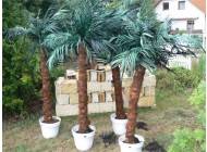 Palmtree decoration